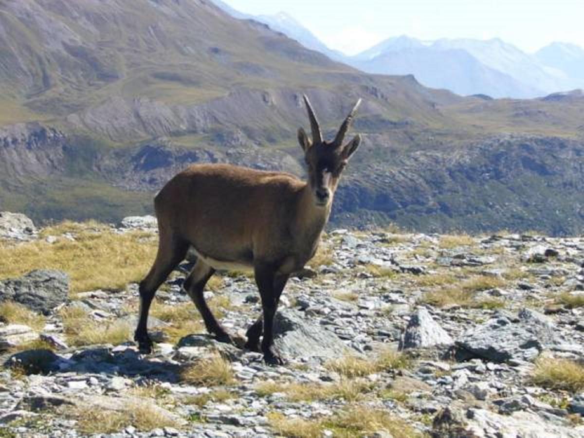 Chalet Des Neiges : La Cime Des Arcs Les Arcs  Eksteriør billede